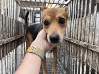 混種犬