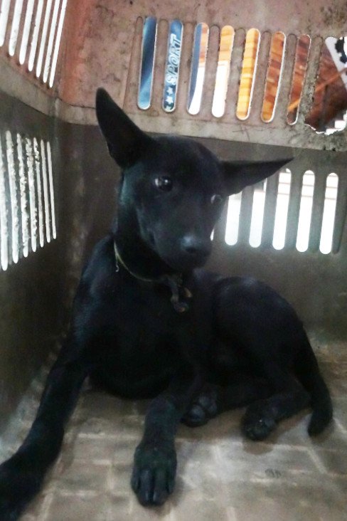 混種犬