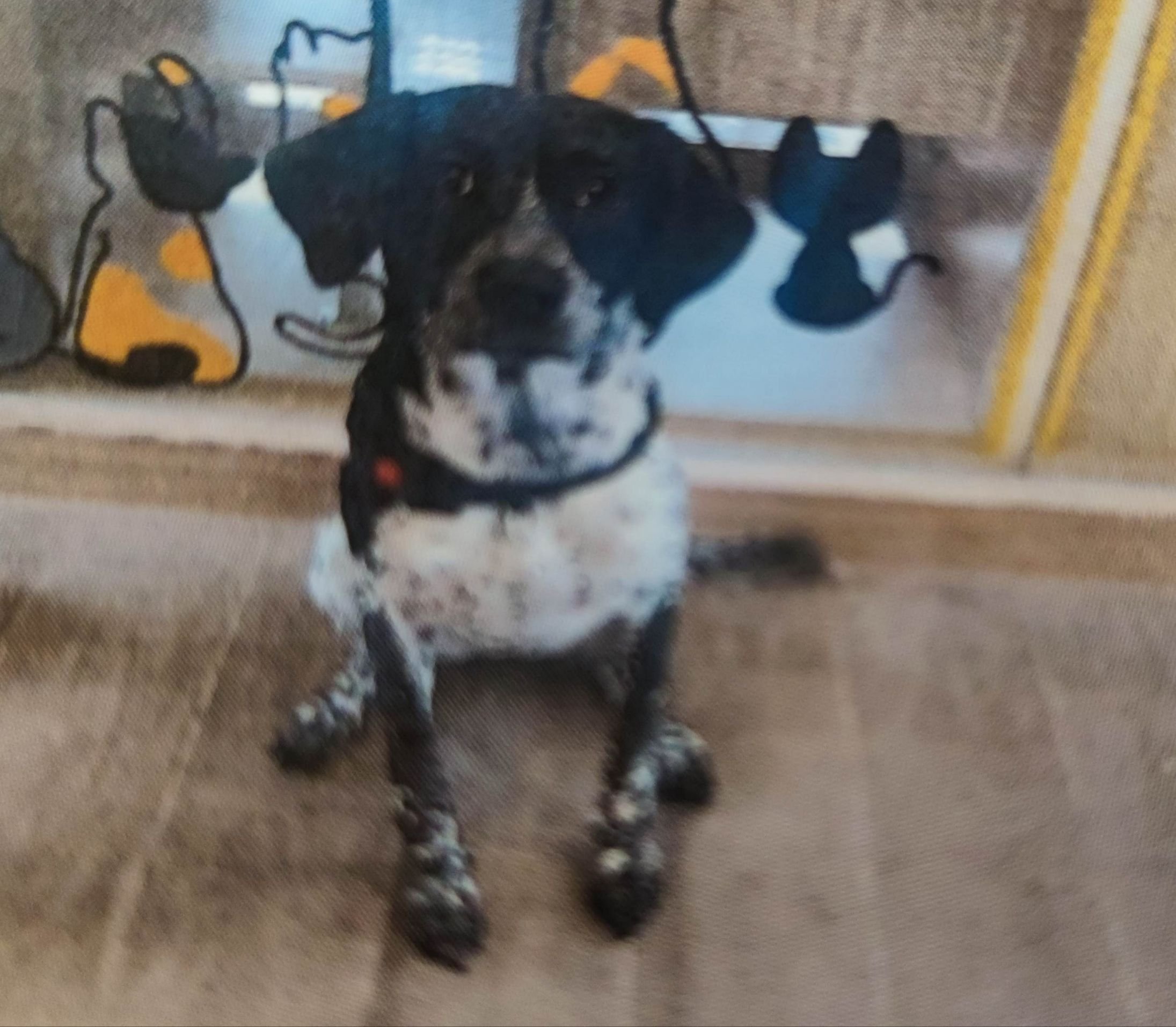 混種犬
