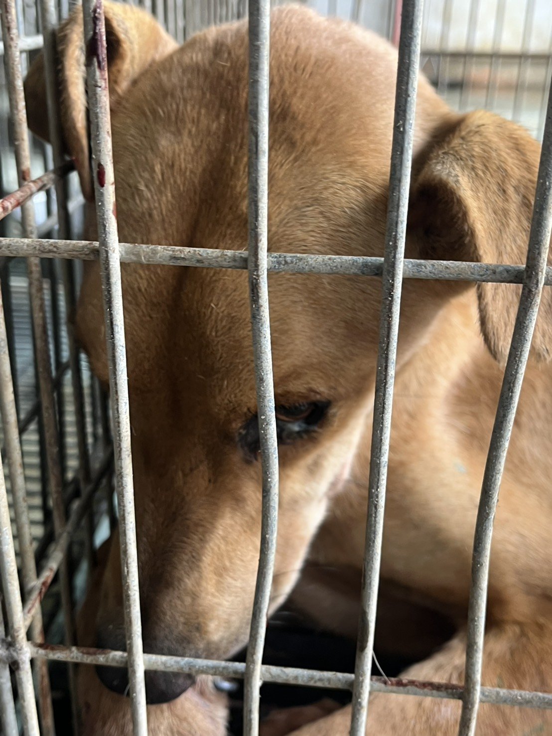混種犬