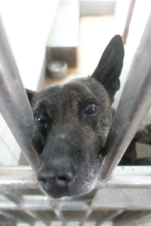 混種犬