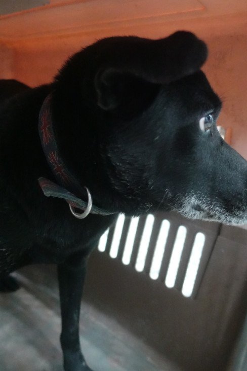 混種犬