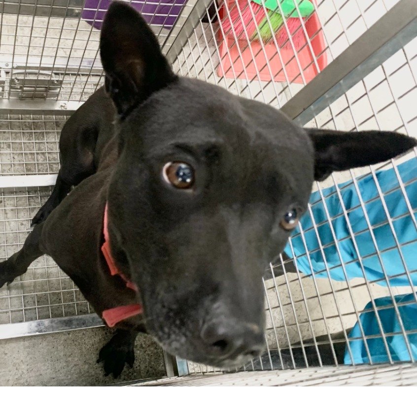 混種犬