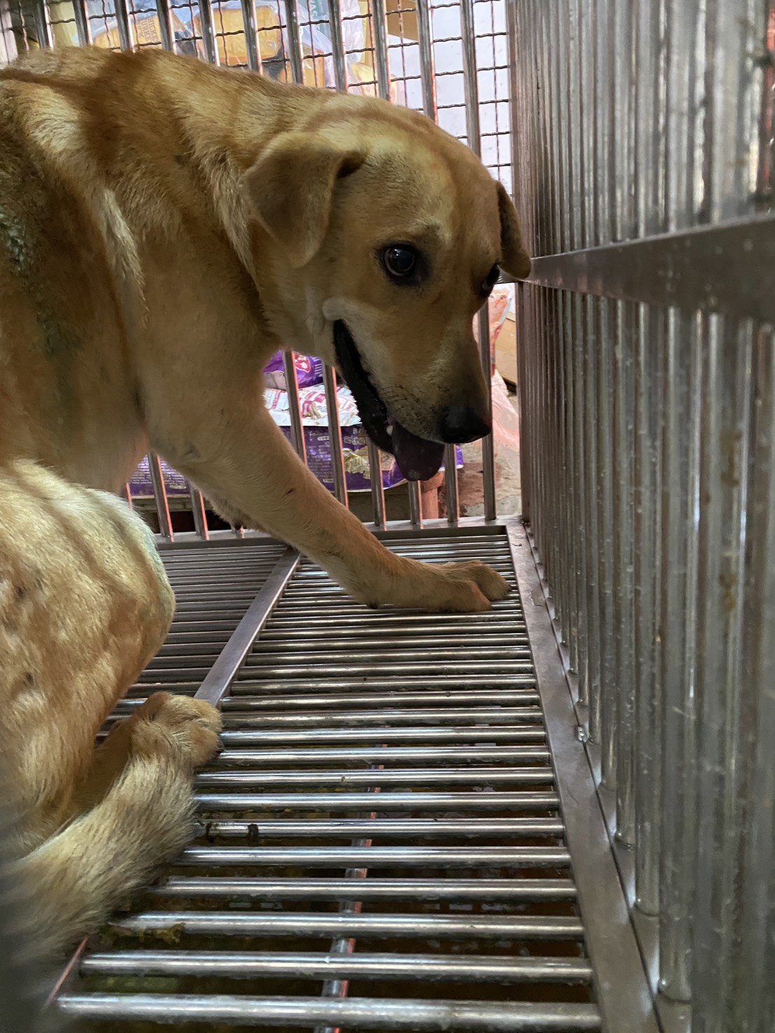 混種犬