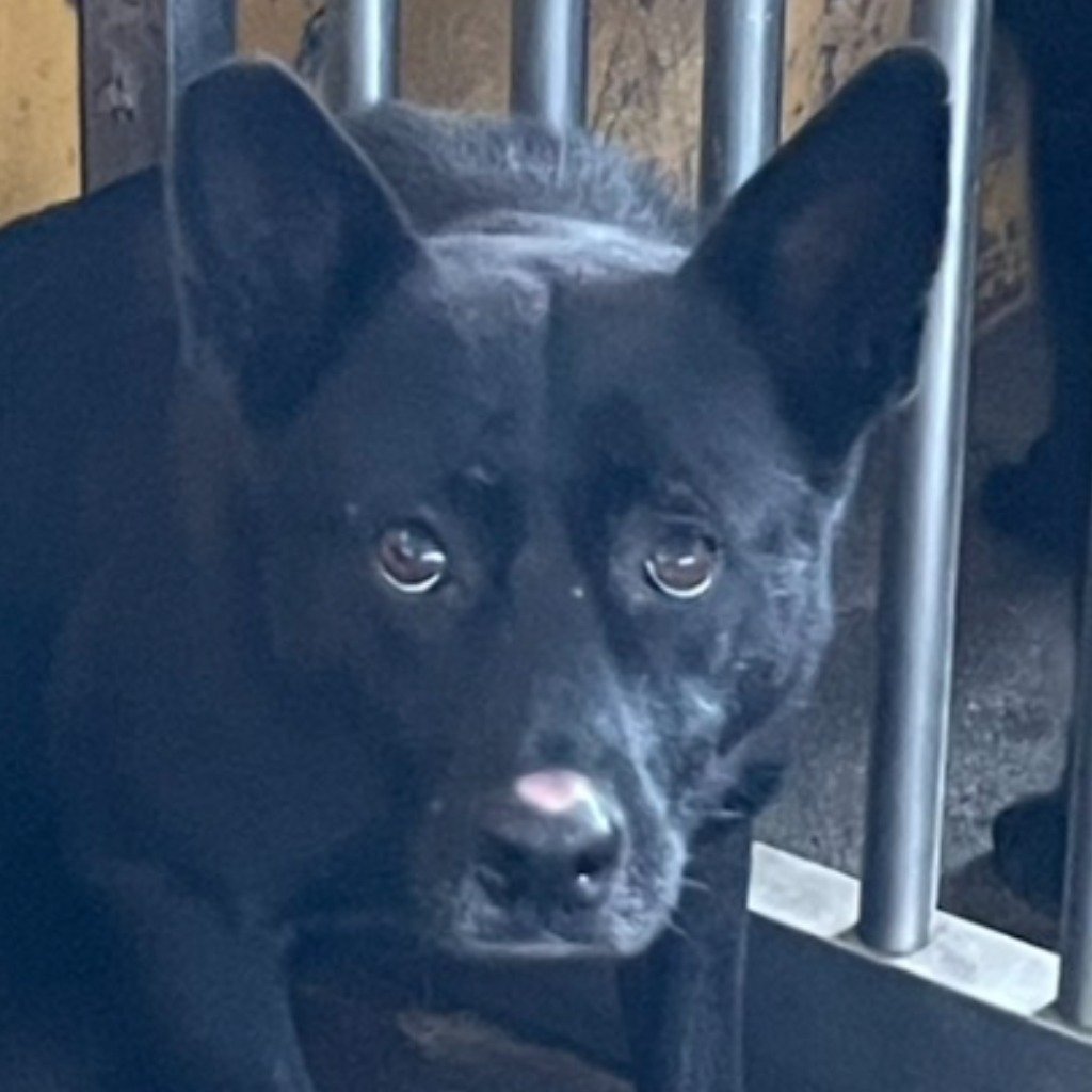 混種犬