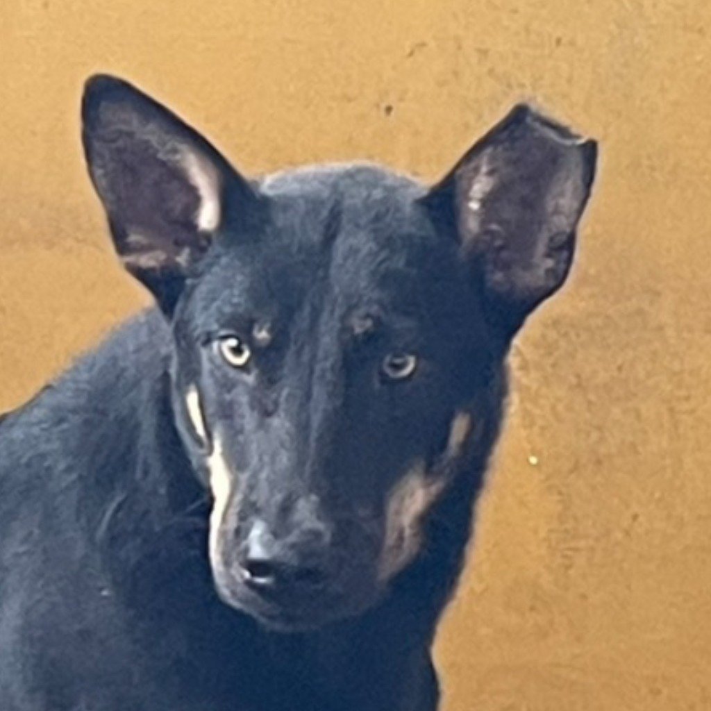 混種犬