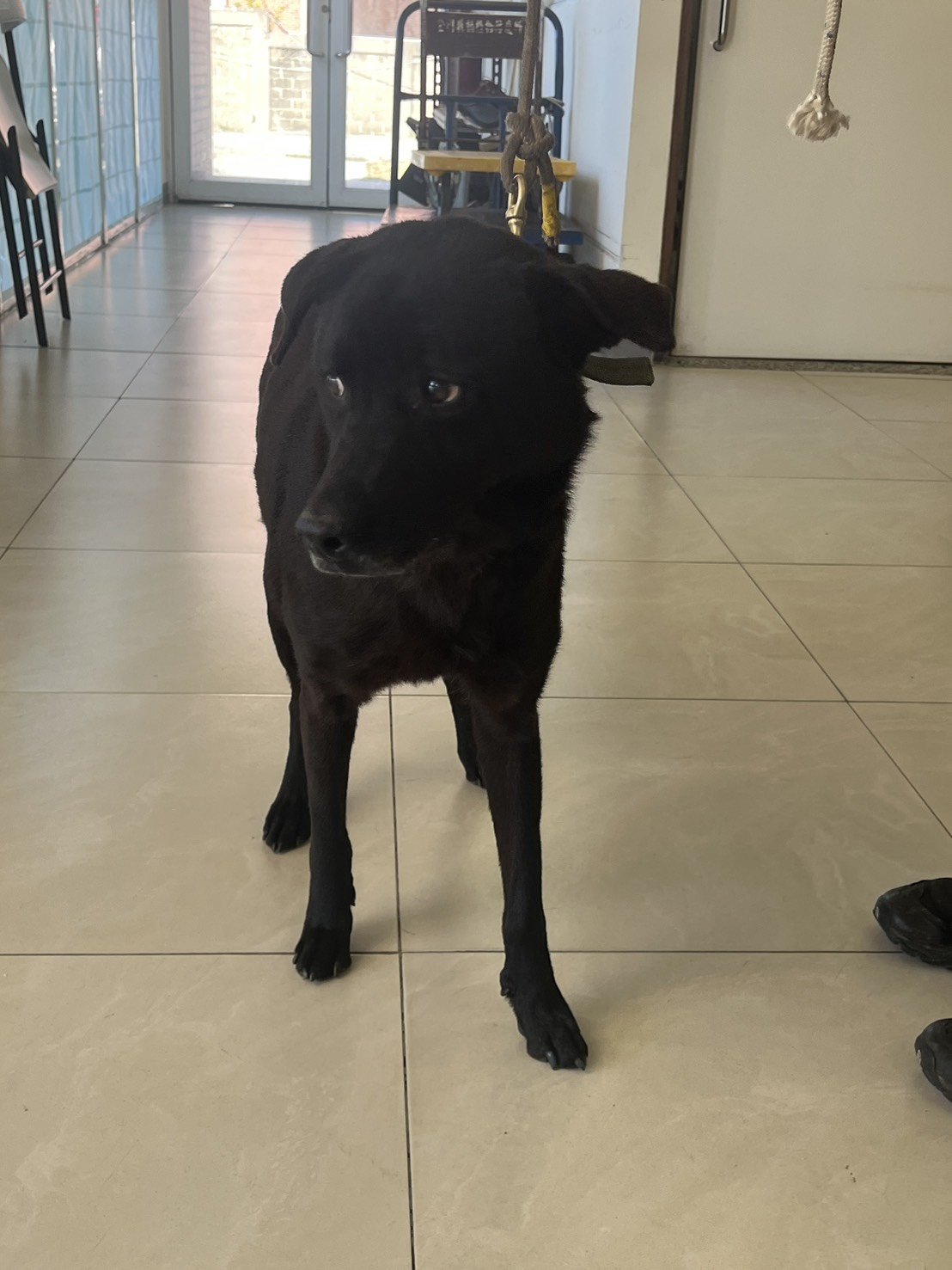 混種犬