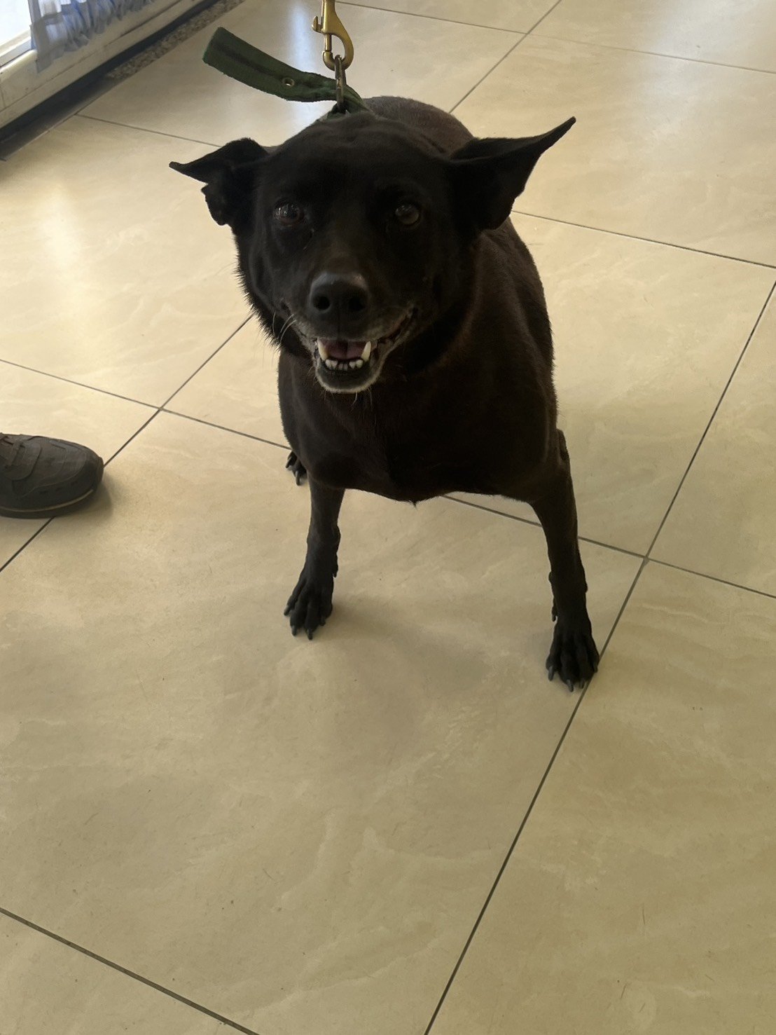 混種犬