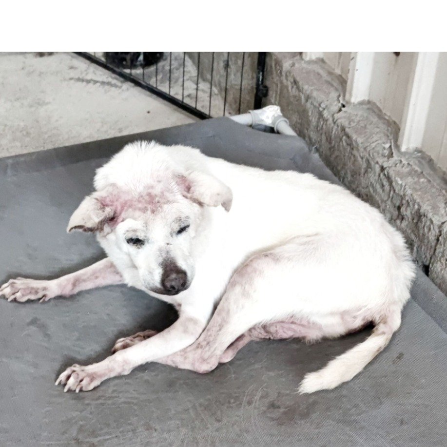 混種犬