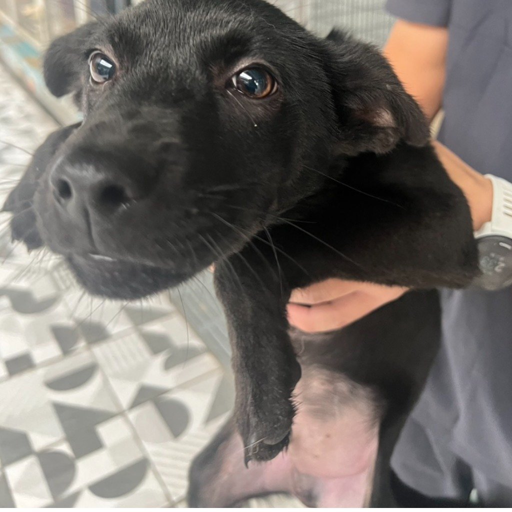 混種犬