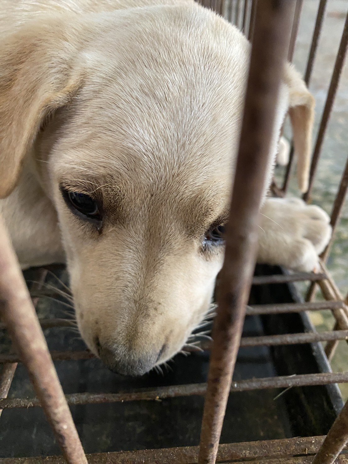 混種犬