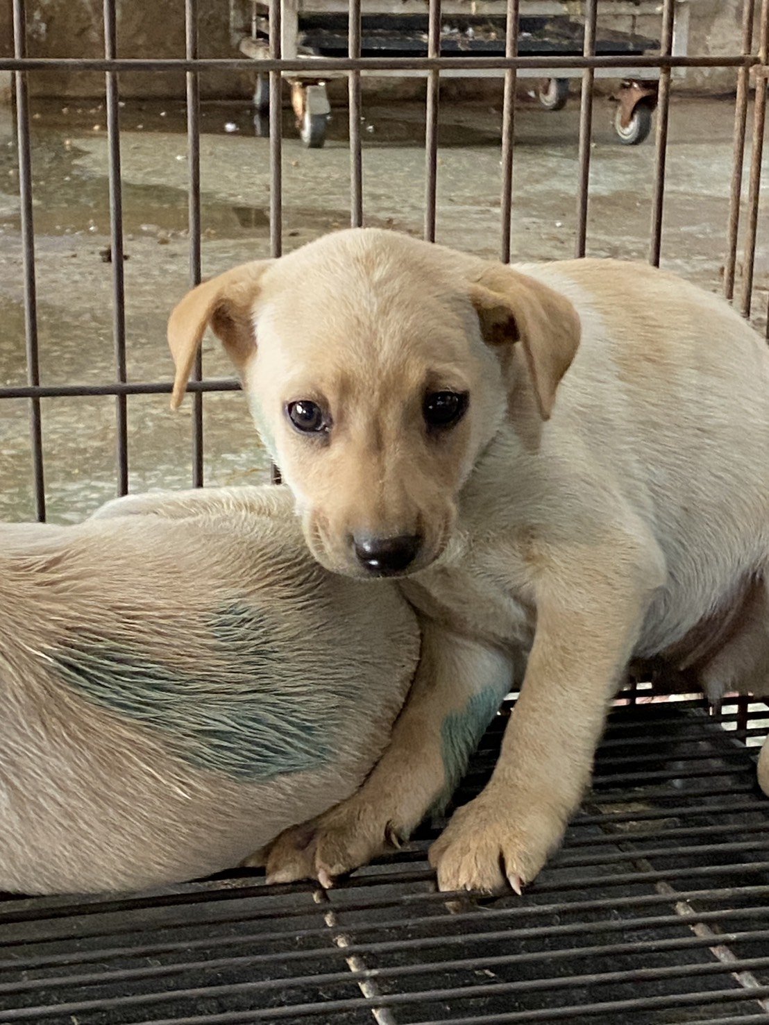 混種犬