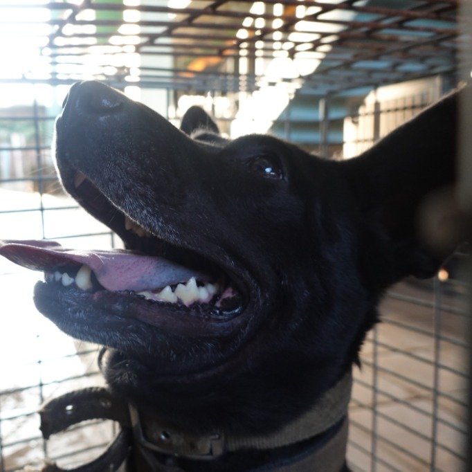 混種犬