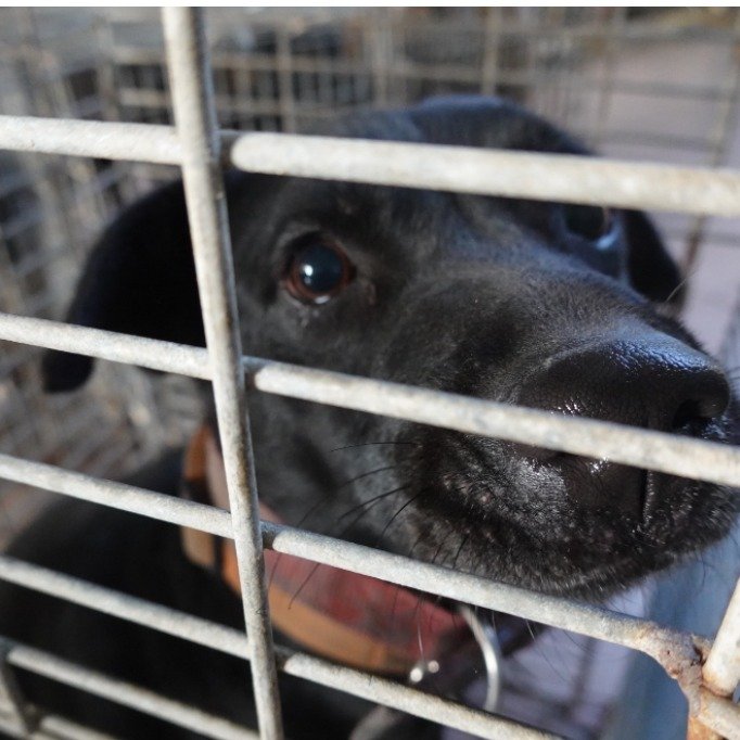 混種犬
