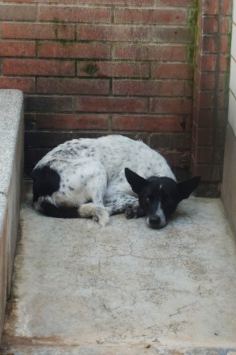 混種犬