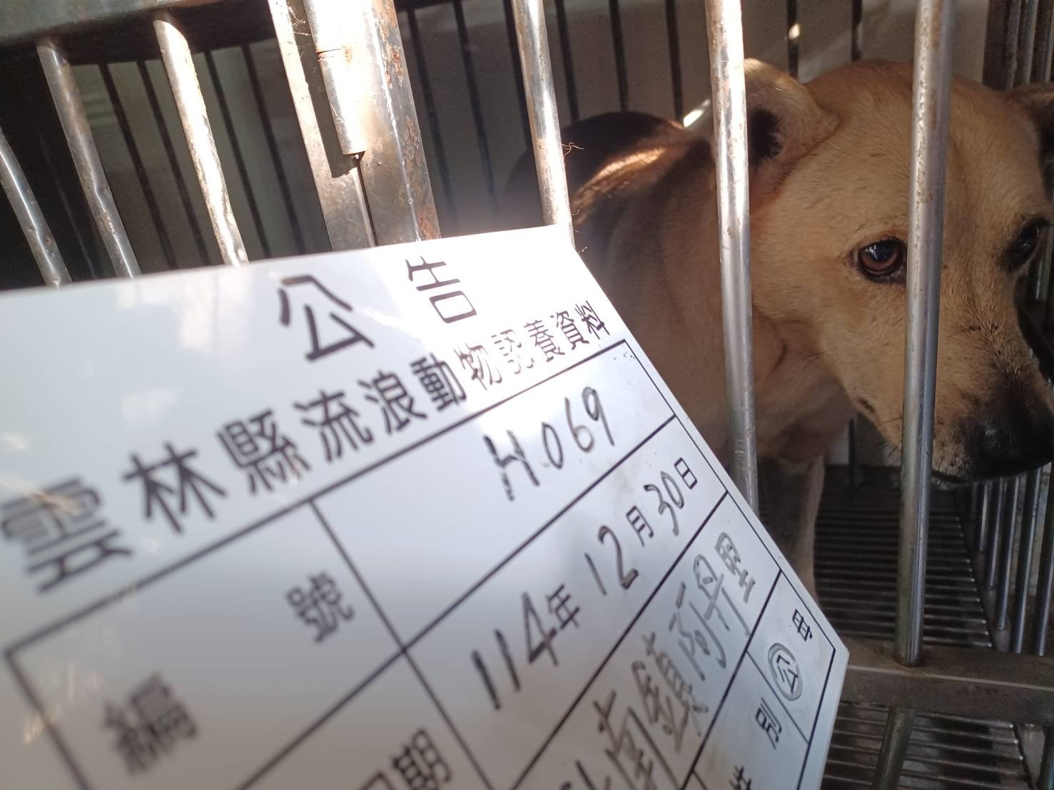 混種犬