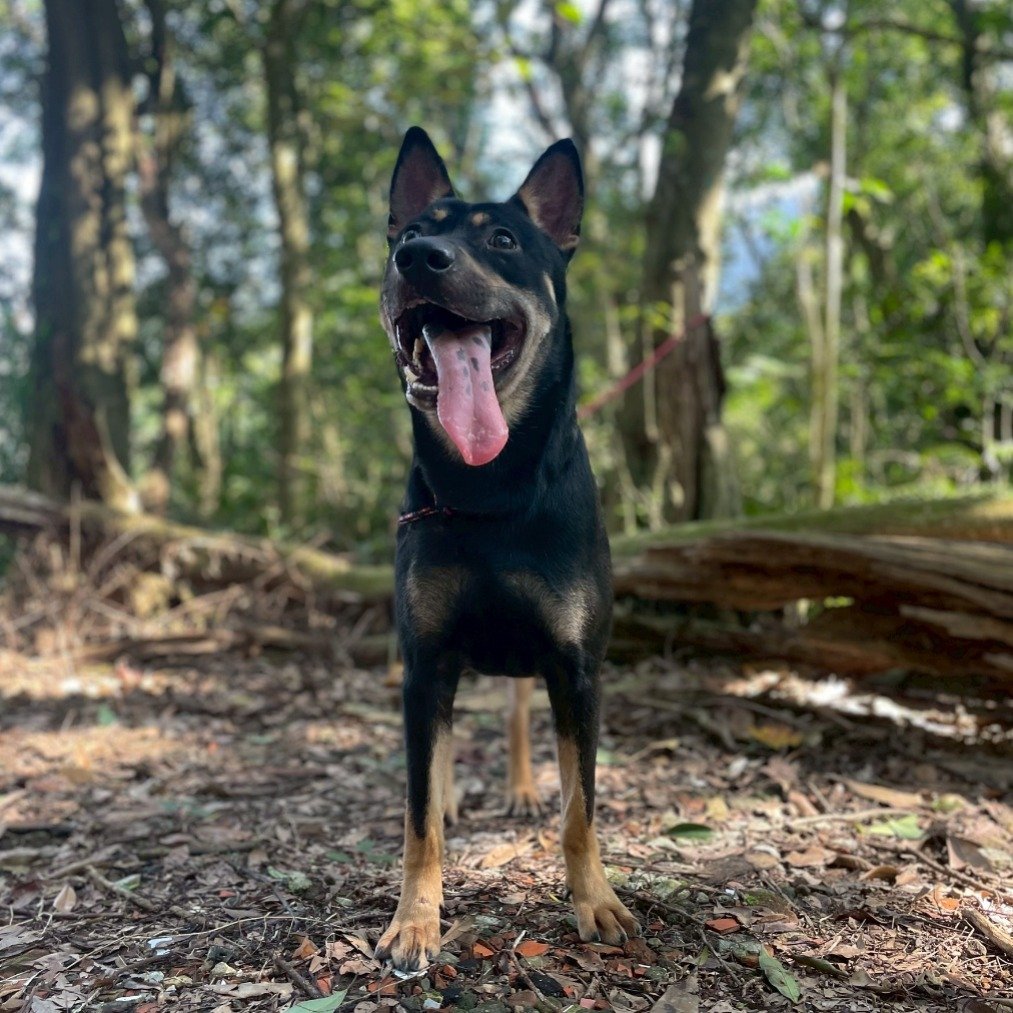 混種犬