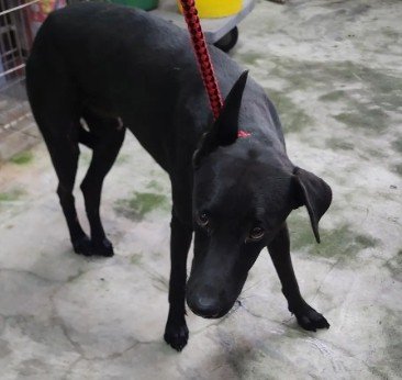 混種犬