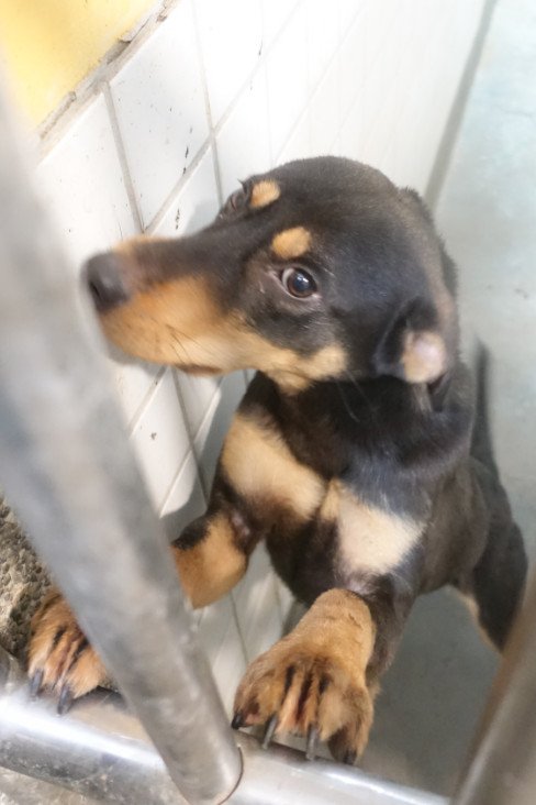 混種犬