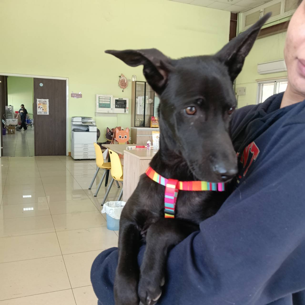 混種犬