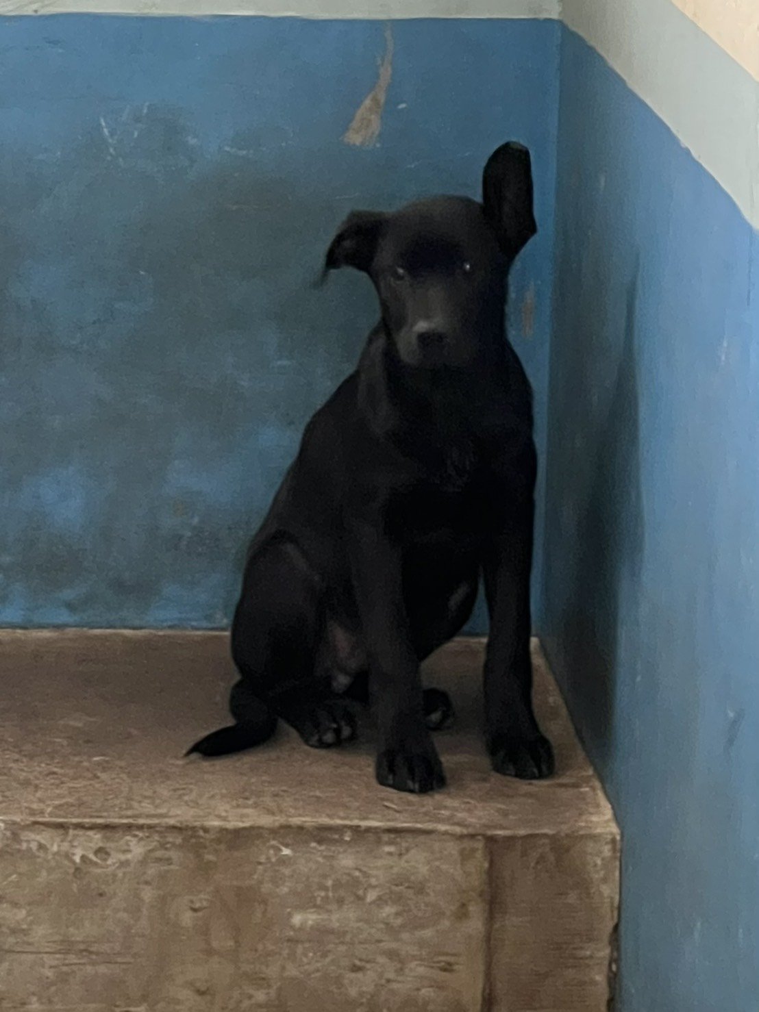 混種犬