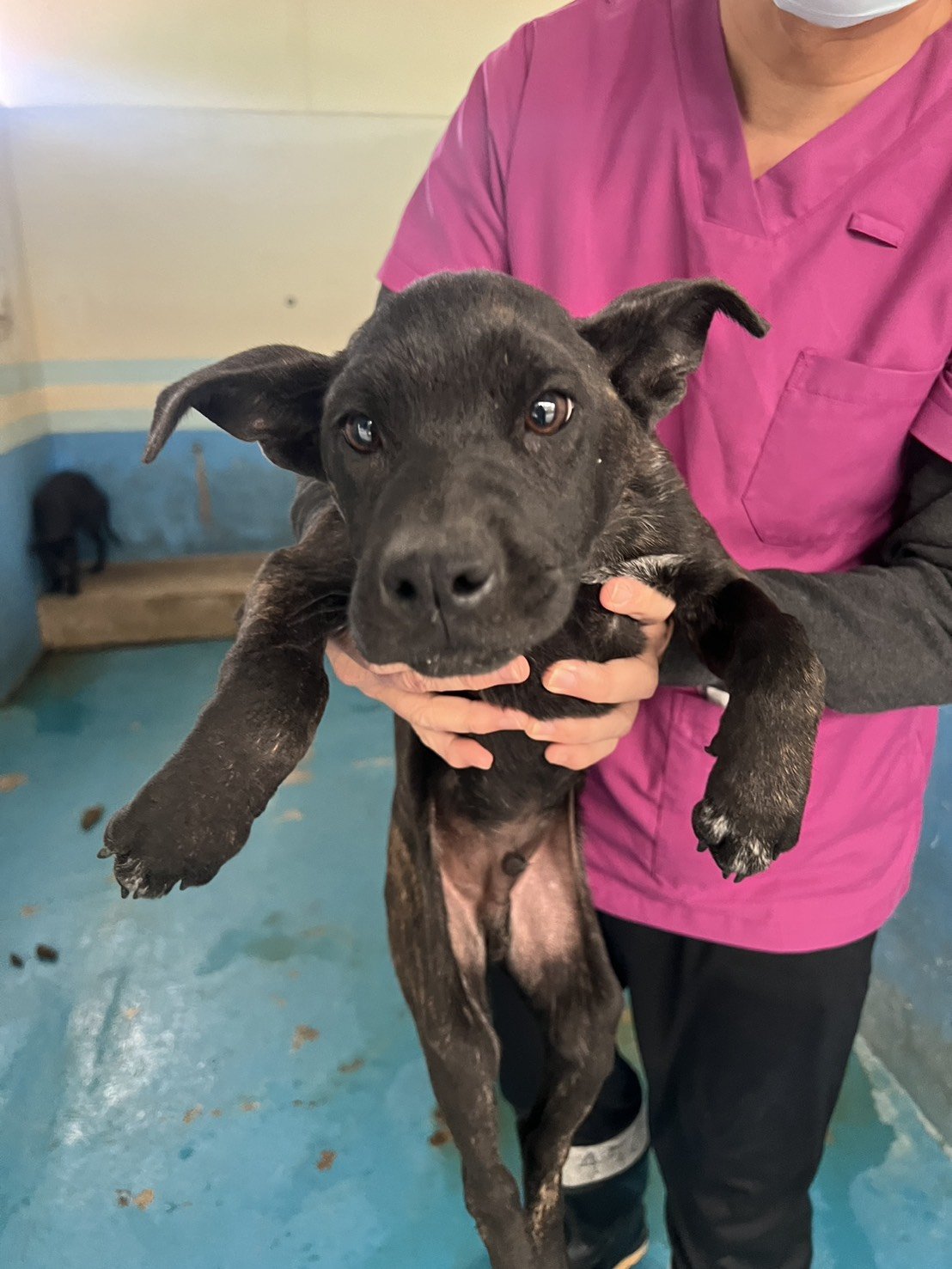 混種犬