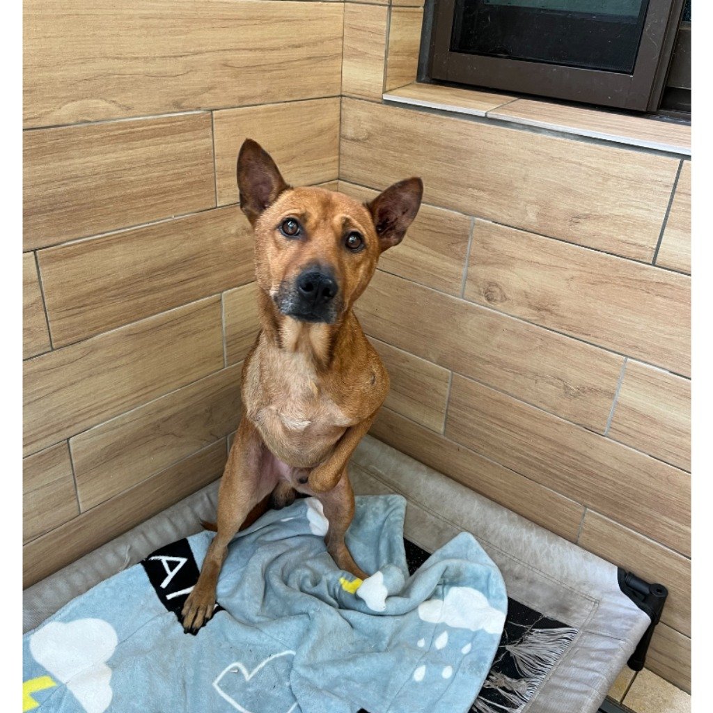 混種犬