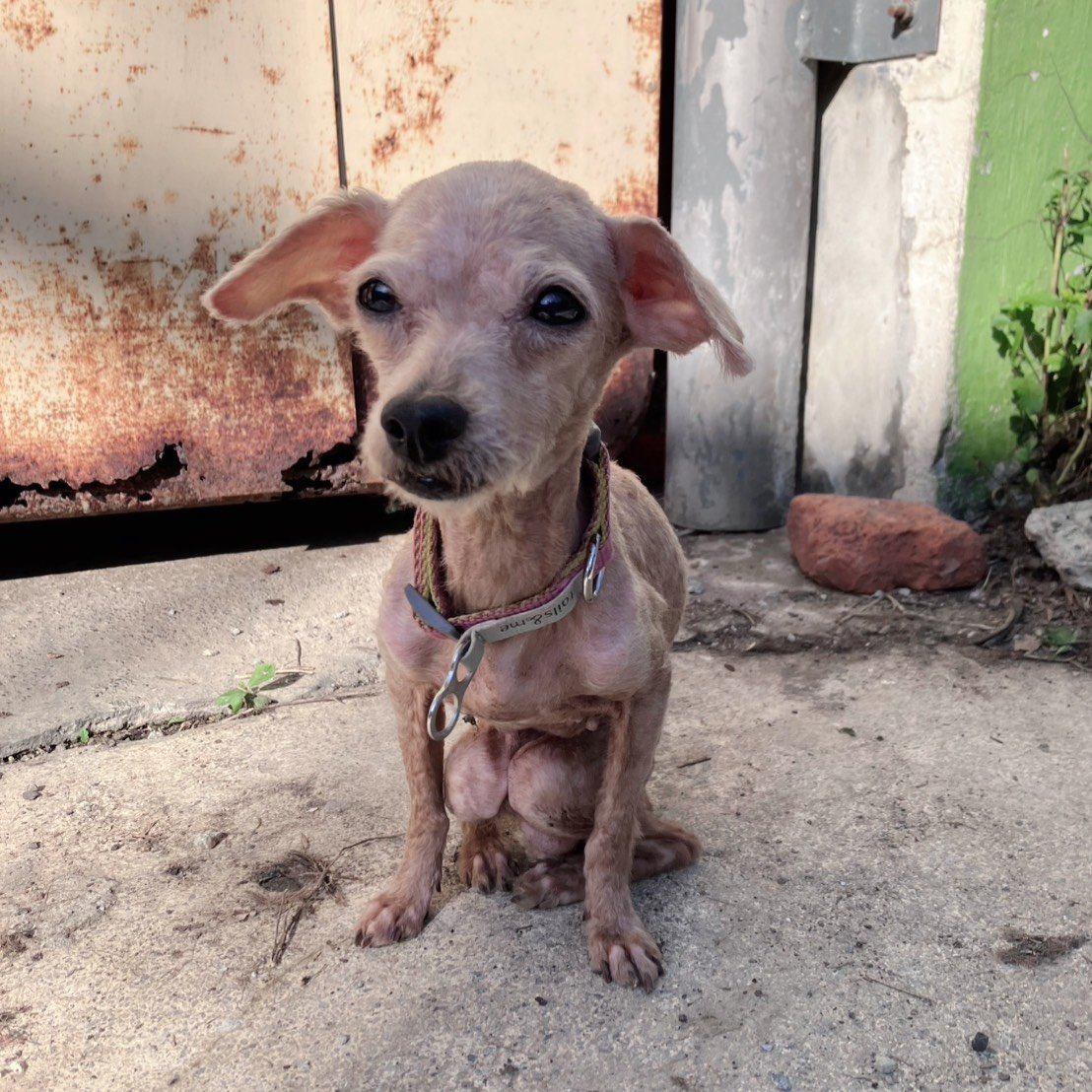 迷你貴賓犬