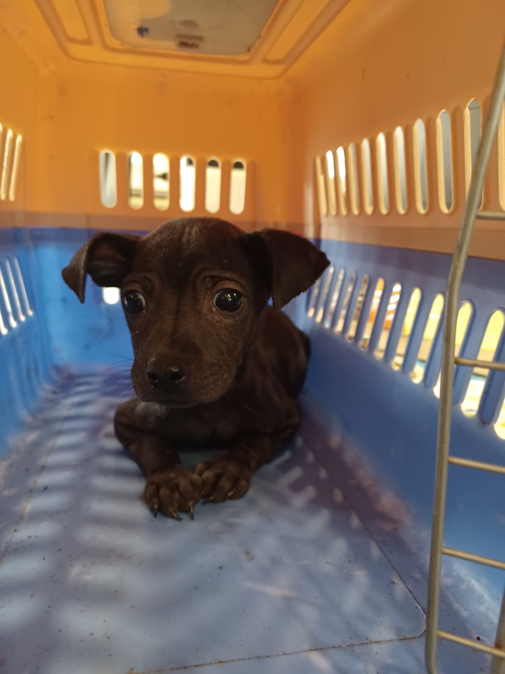 混種犬