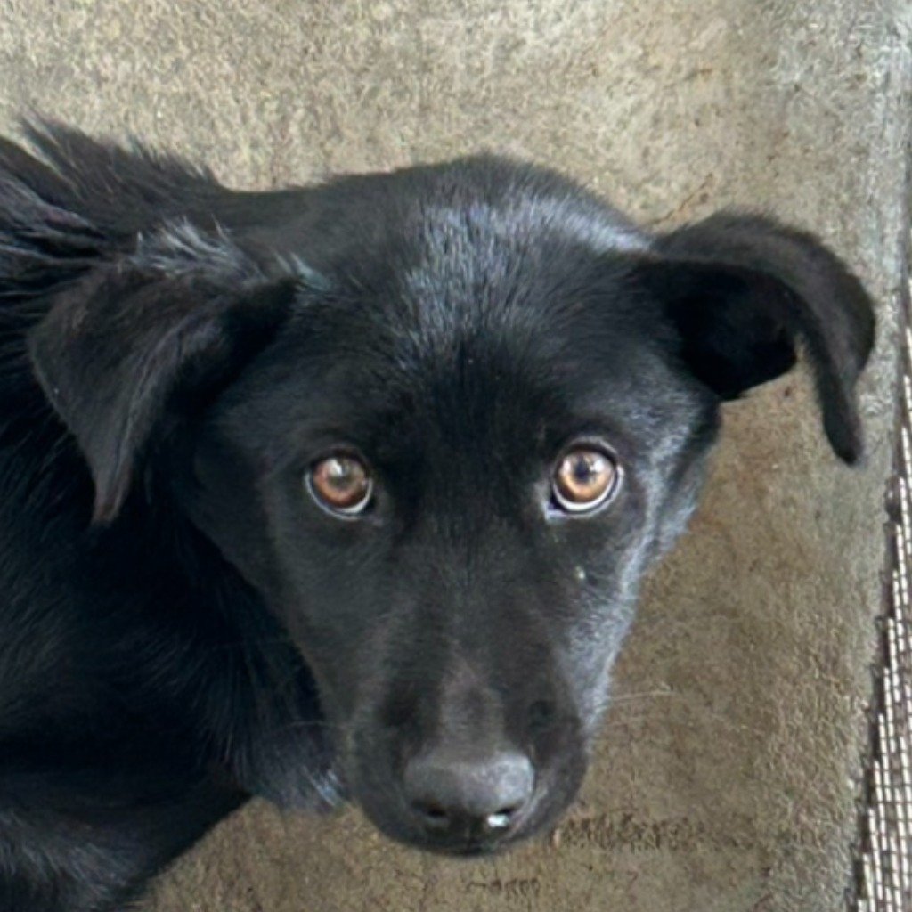 混種犬