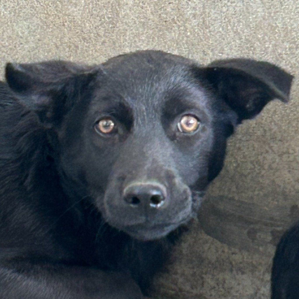 混種犬