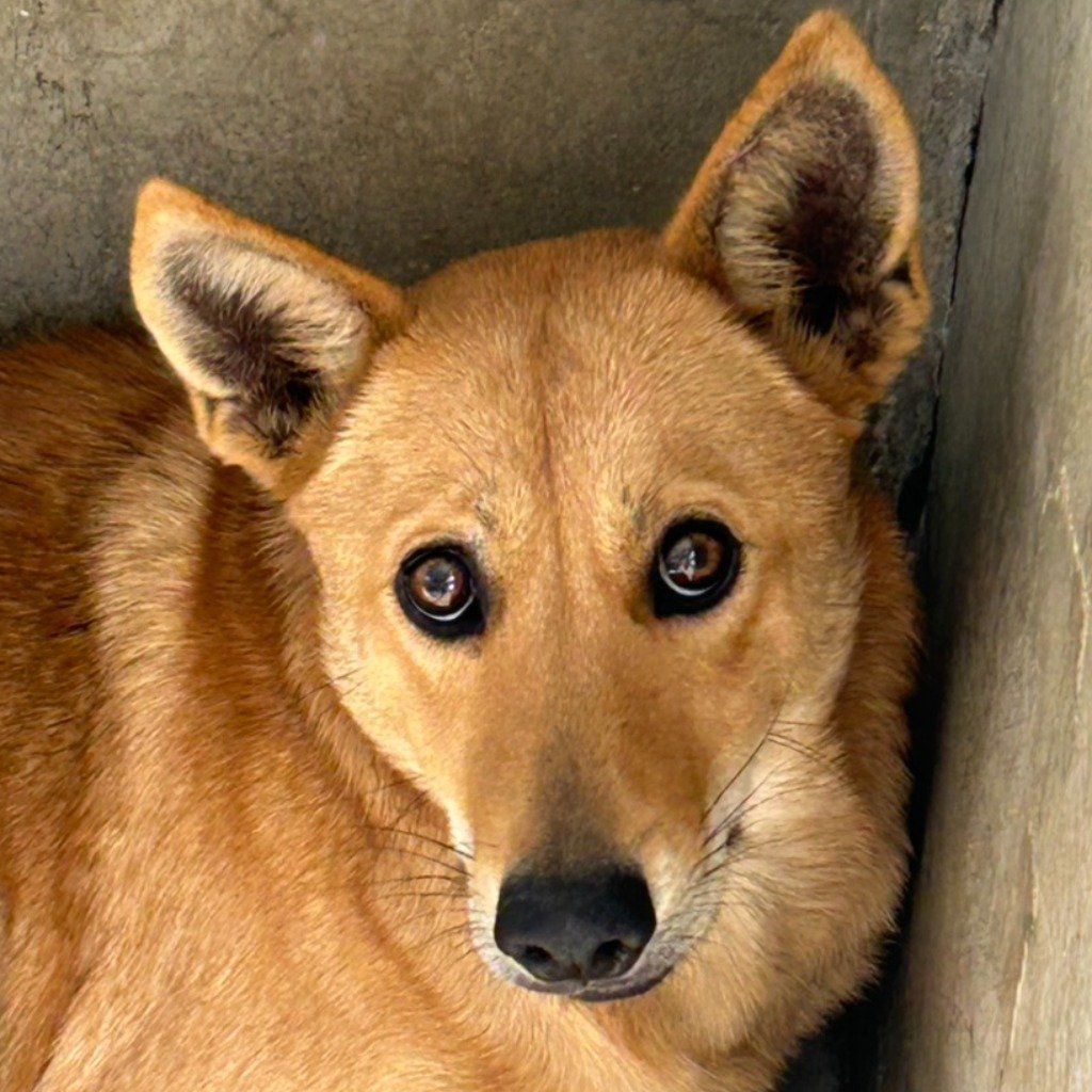 混種犬