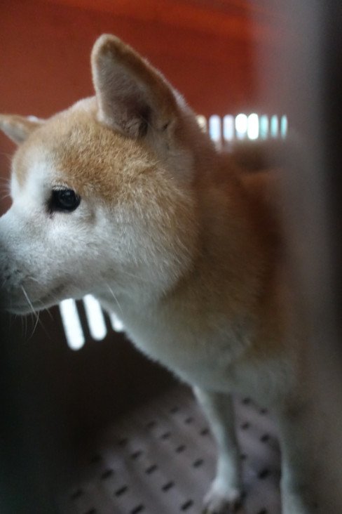 柴犬