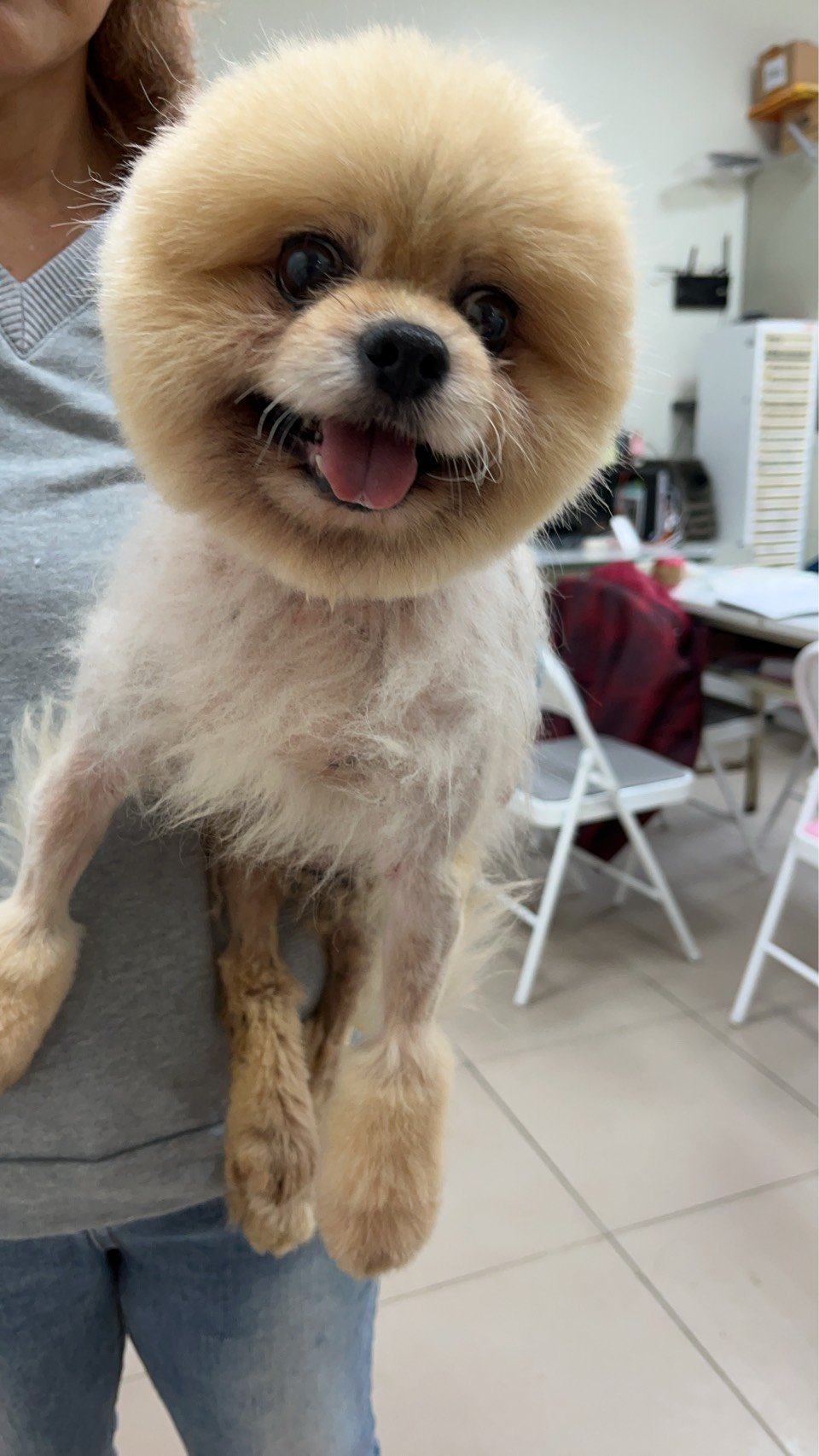 博美犬