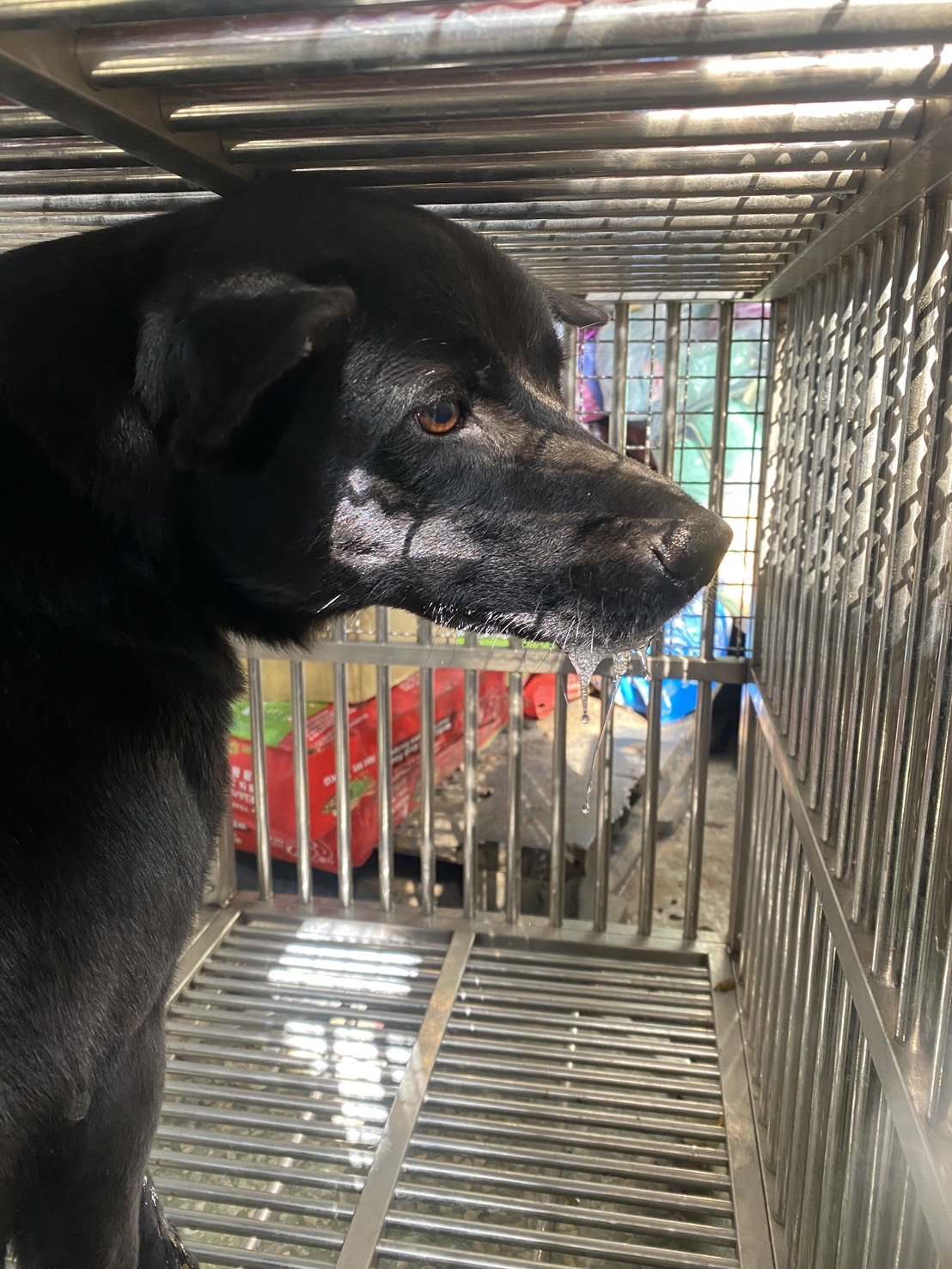 混種犬
