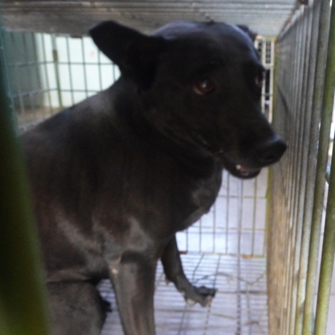 混種犬