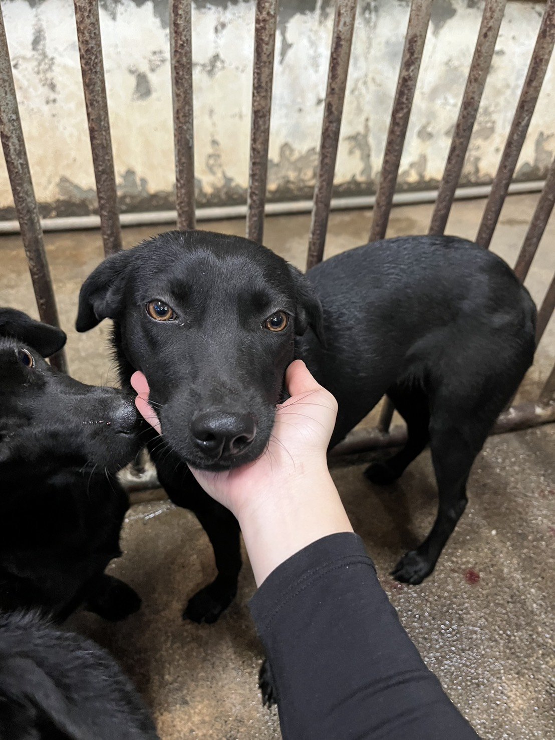 混種犬