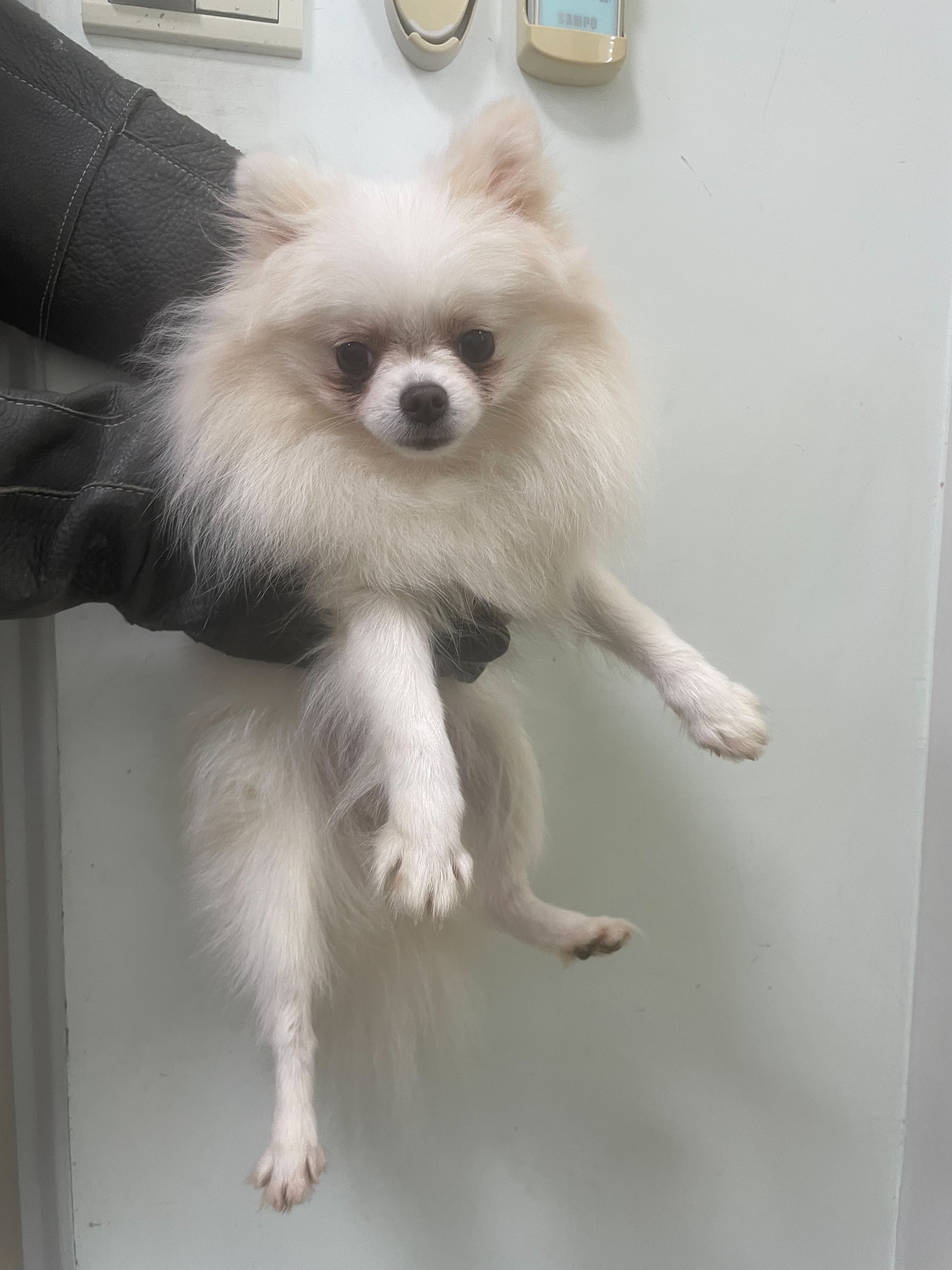 博美犬