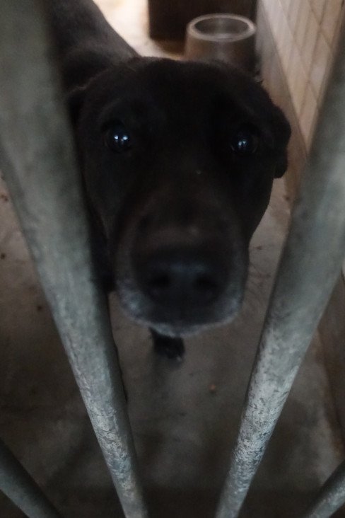 混種犬