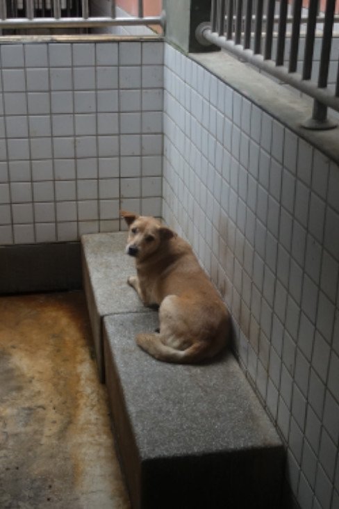 混種犬
