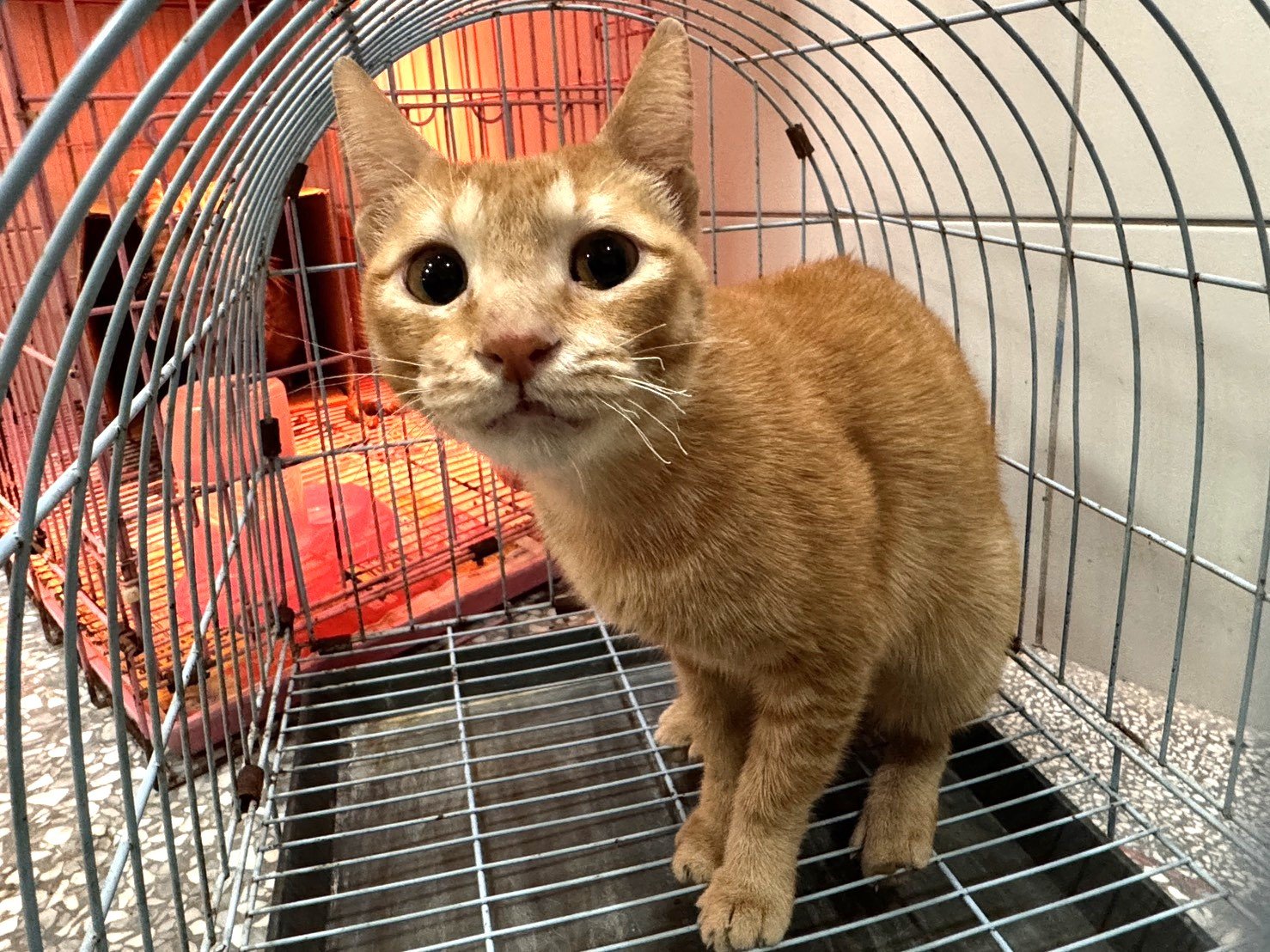 混種貓