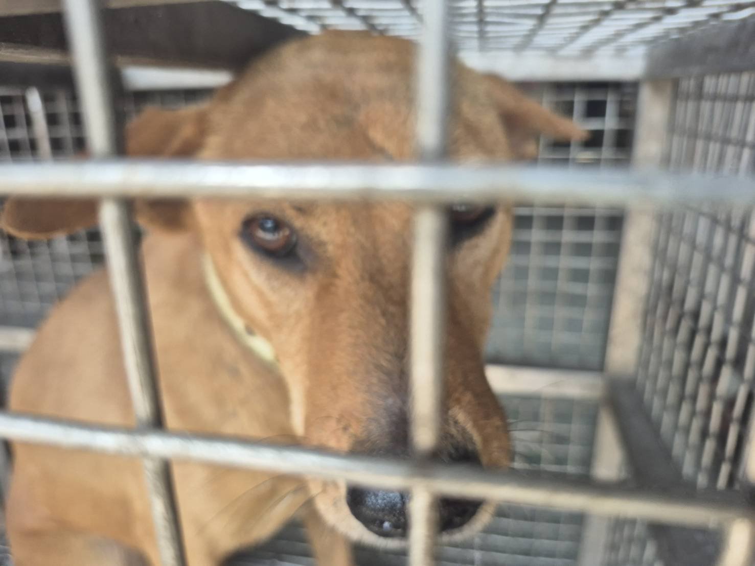 混種犬