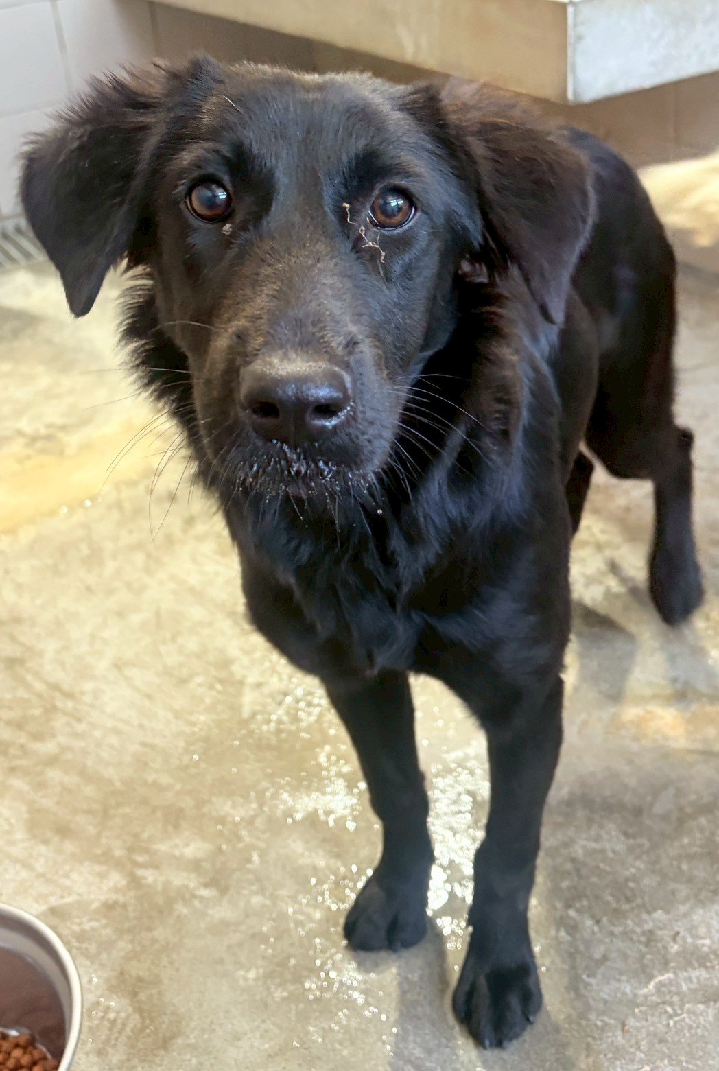 混種犬