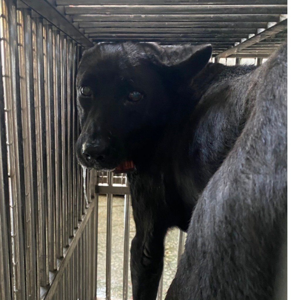 混種犬