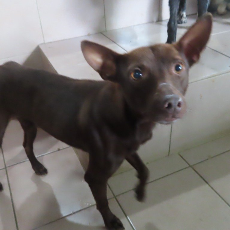 混種犬