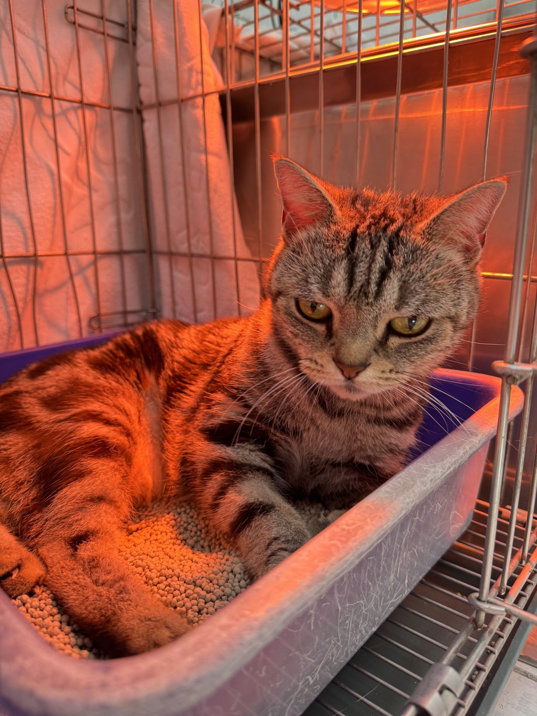 美國短毛貓