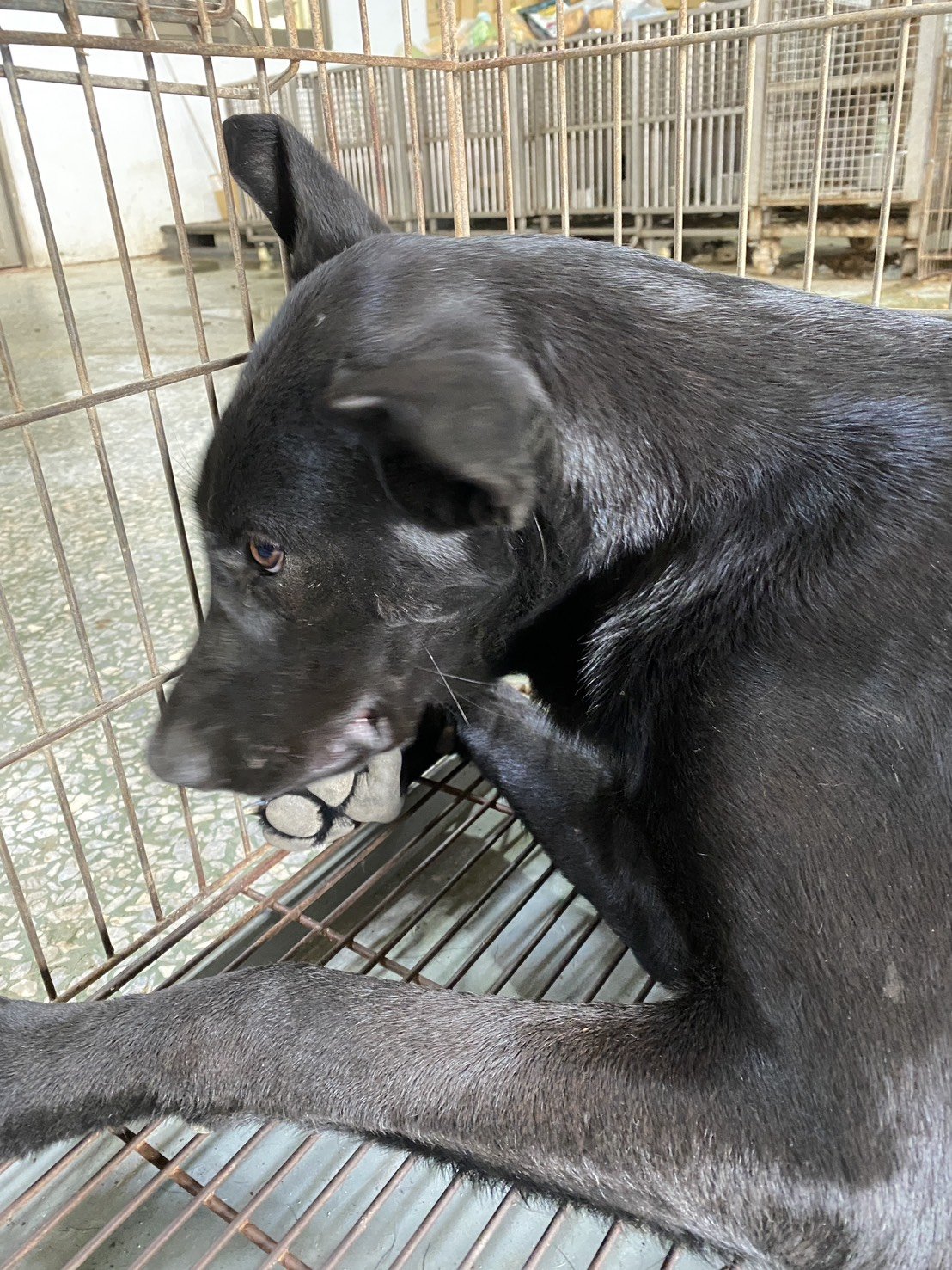 混種犬