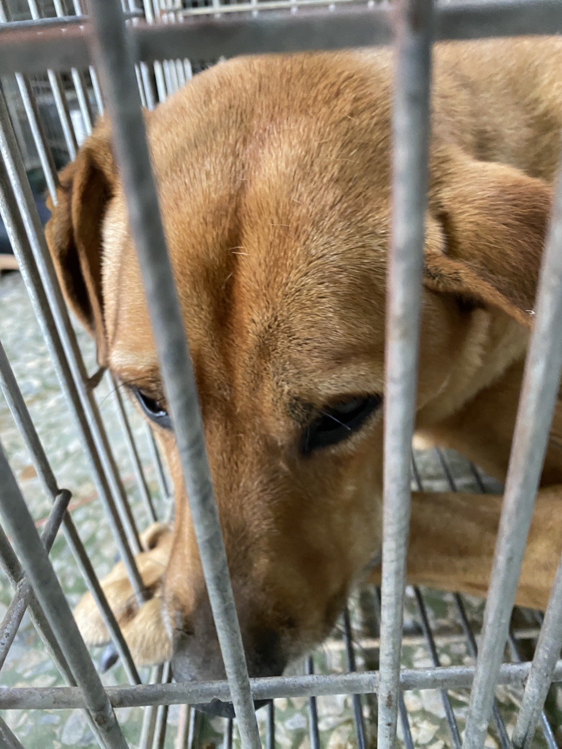 混種犬