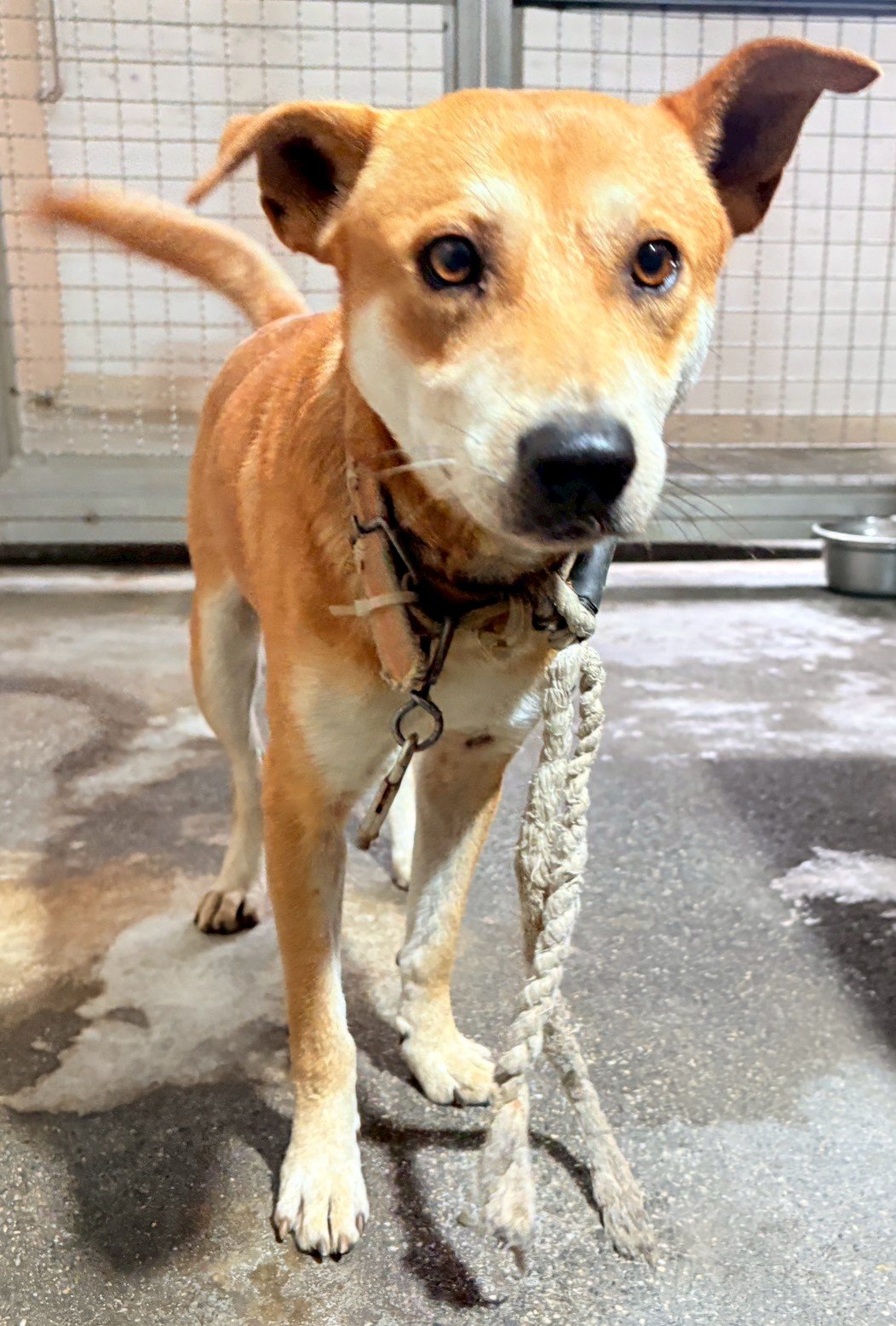 混種犬
