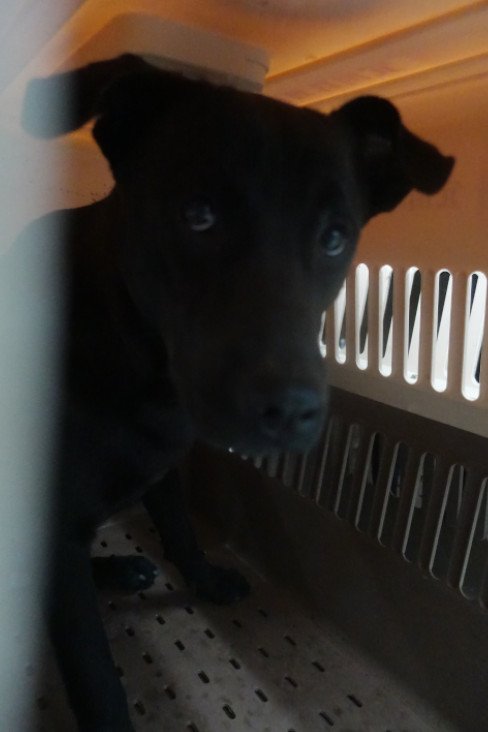 混種犬